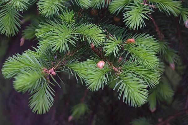 Fluffy Spruce Sprigs May Morning — Stok fotoğraf