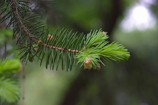 솜털로 가문비나무 — 스톡 사진