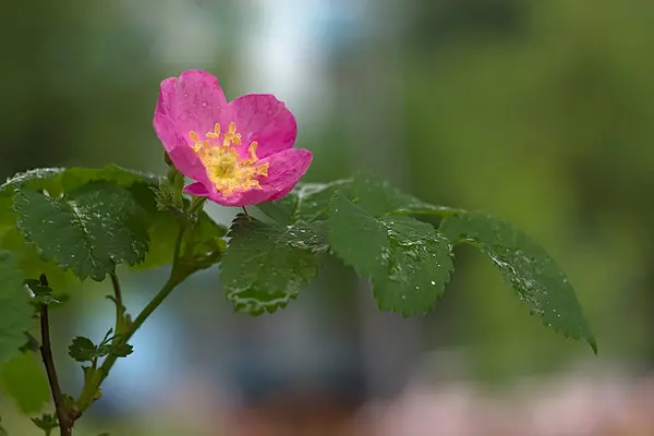 雨后的清晨 一朵盛开的玫瑰 — 图库照片