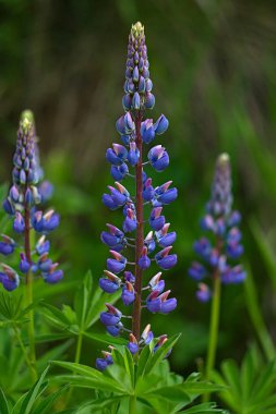 Yamaçta çiçek açan lupinler