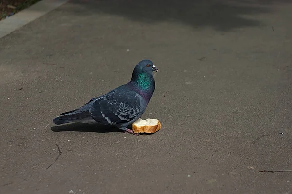 Die Taube Isst Ein Stück Brot Zum Frühstück — Stockfoto