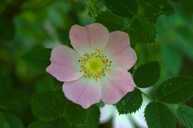 Close-up of a flower on a summer morning