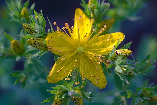 Close Flower Summer Morning — Foto Stock