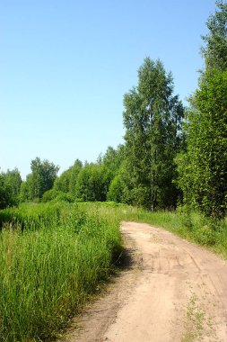 Ormanın kenarında toprak bir yol.