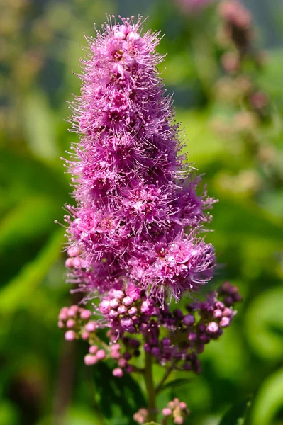 Inflorescencia Púrpura Una Mañana Temprana Verano —  Fotos de Stock