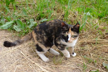 Benekli bir sokak kedisi