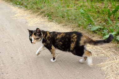 Benekli bir sokak kedisi