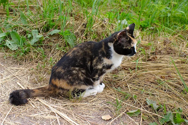 斑色の野良猫 — ストック写真