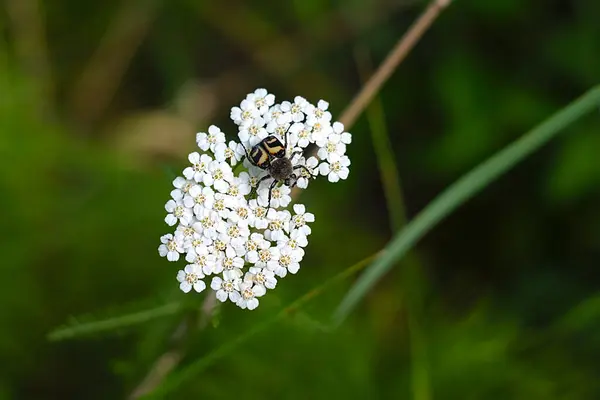 Liten Insekt Vit Blomställning — Stockfoto