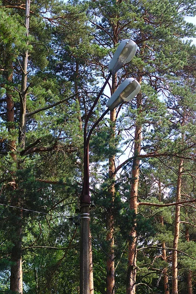 Ліхтар Полюсі Лісовому Парку — стокове фото