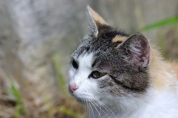 Eine Gefleckte Katze Posiert Für Ein Porträt — Stockfoto