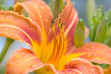 Turuncu zambak çiçeği bir yaz sabahı