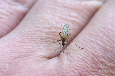 Bir sivrisinek hortumunu elin derisine sokar.