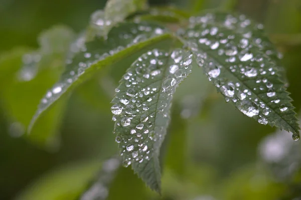 Krople Deszczu Lśnią Zielonych Liściach Różanych Bioder — Zdjęcie stockowe