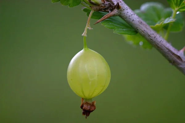 Uva Spina Verde Ramoscello Sottile — Foto Stock