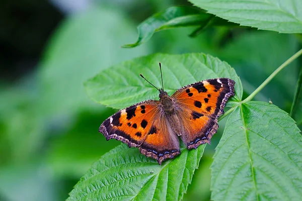 Ein Gefleckter Schmetterling Auf Einem Himbeerblatt — Stockfoto