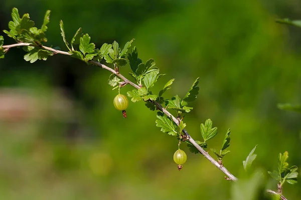 Gooseberry Kecil Matang Pada Ranting Tipis — Stok Foto