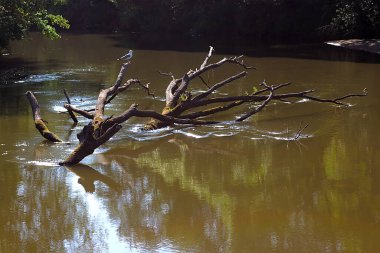 Nehre düşen bir ağaç, sudan çıkmış.