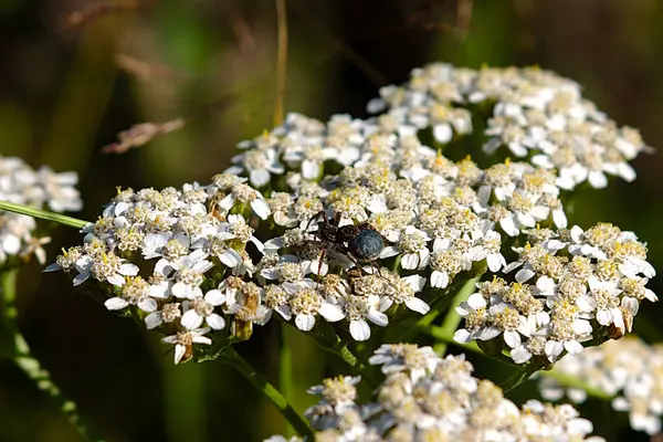 白い花序に小さな虫がいて — ストック写真