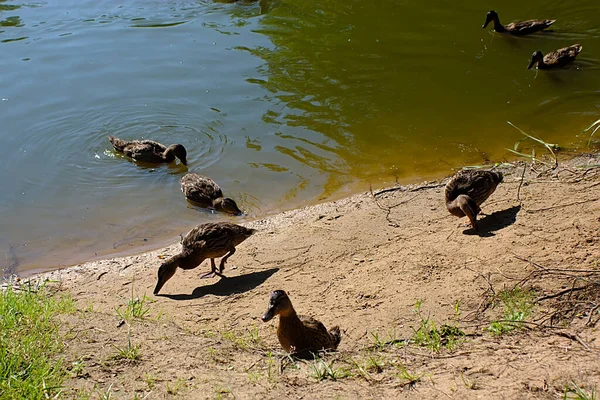 Patos Salvajes Orilla Del Río Día Caluroso — Foto de Stock