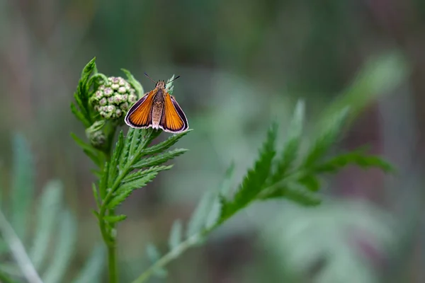 Ein Kleiner Heller Schmetterling Blütenstand — Stockfoto