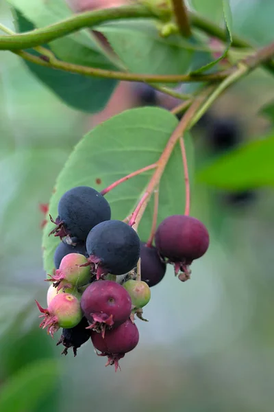 Ein Dünner Zweig Irgi Mit Reifen Beeren — Stockfoto