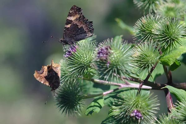 Zwei Schmetterlinge Auf Einer Blühenden Distel — Stockfoto