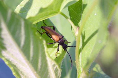 Çiçekteki küçük böcek. 