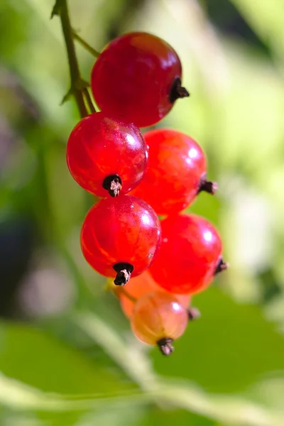 Närbild Ett Gäng Röda Vinbär — Stockfoto