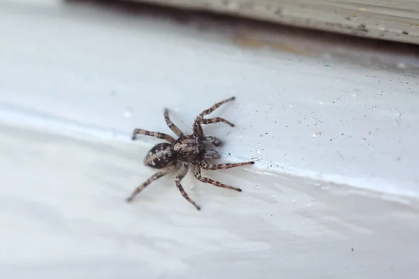 Kleine Spinne Auf Dem Weißen Brett — Stockfoto