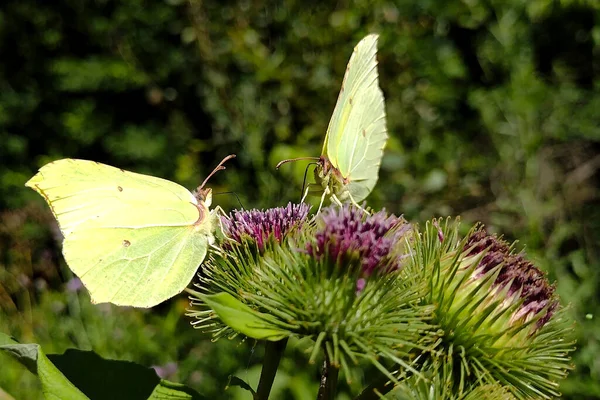 Schmetterling Auf Einem Blütenkopf Sommer — Stockfoto