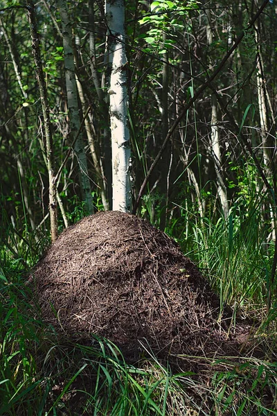 Large Ant Hill Thin Birch Tree Forest — Fotografia de Stock