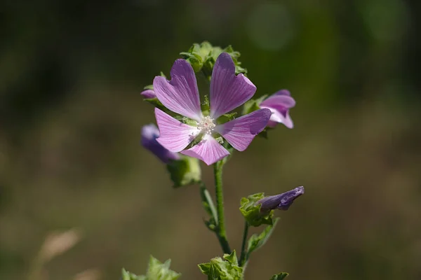 Purple Flower Attracts Bees Pollination — Fotografia de Stock