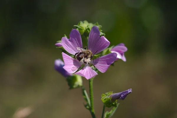 Den Lila Blomman Lockar Bin För Pollinering — Stockfoto