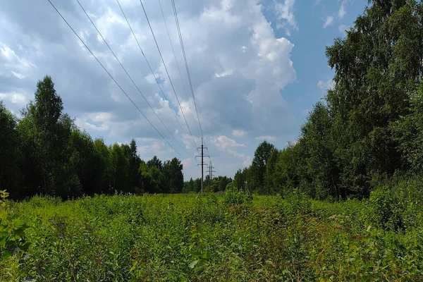 森の端の送電線 — ストック写真