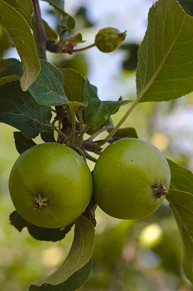 Зеленые Плоды Ветвях Яблони — стоковое фото