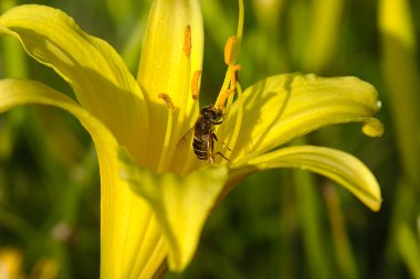 Bir arı sarı zambak çiçeğinde çalışır.