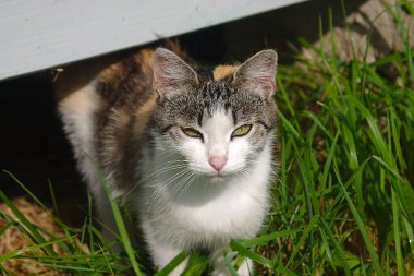 the cat is peeking out from under the summer house