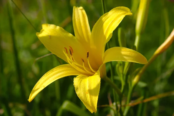 Flor Lírio Amarelo Uma Manhã Verão Ensolarada — Fotografia de Stock