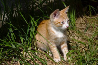 Kırmızı kedi yürüyüşe çıktı. 