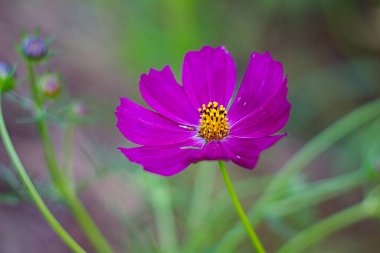 Bir yaz akşamı çimlerin üzerinde parlak bir çiçek