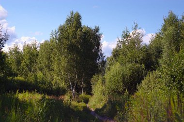 Bir yaz akşamı ağaçların arasında bir patika