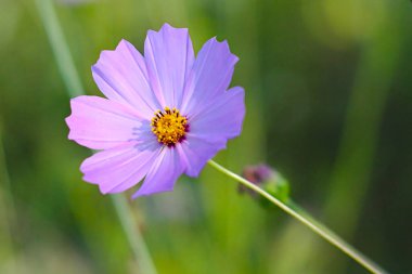 Bir yaz akşamı çimlerin üzerinde parlak bir çiçek