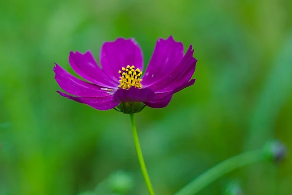Une Fleur Brillante Sur Pelouse Soir Été — Photo