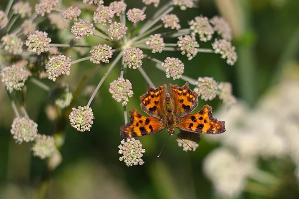 Gefleckter Schmetterling Auf Dem Blütenstand Kopfüber — Stockfoto