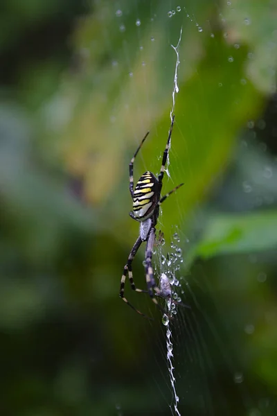 雨の後ウェブ上の大きな縞模様のクモは — ストック写真