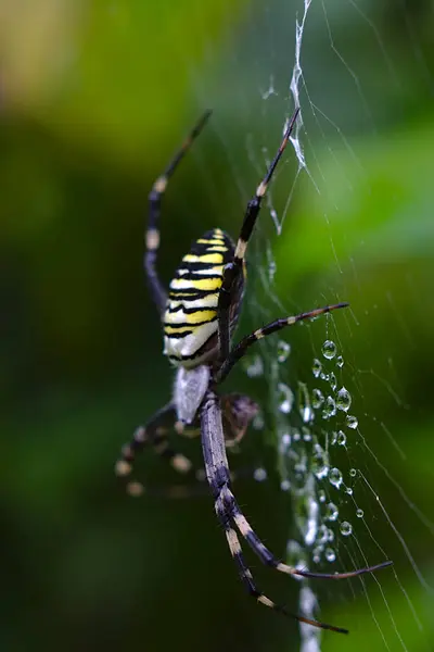 雨の後ウェブ上の大きな縞模様のクモは — ストック写真