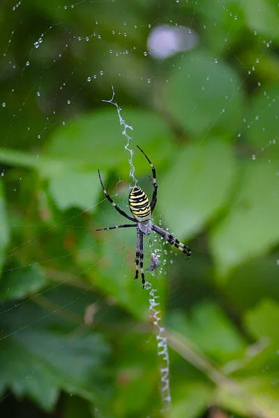 Una Gran Araña Rayada Una Tela Después Lluvia — Foto de Stock