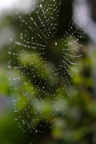 Small Drops Water Spider Web Rain — Stock Photo, Image