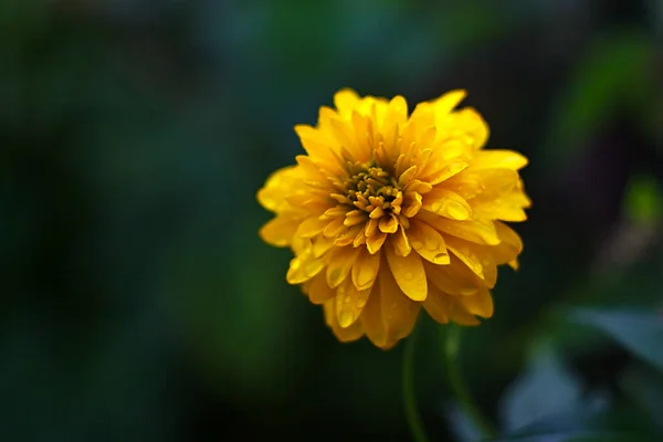 Желтый Цветок Расцвел Клумбе Дворе — стоковое фото